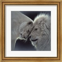 Framed White Lion Love