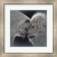 Framed White Lion Love