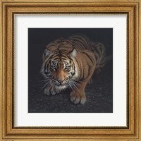 Framed Crouching Tiger