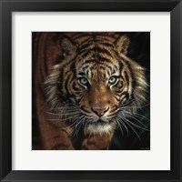 Framed Eye of the Tiger - Square