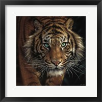 Framed Eye of the Tiger - Square