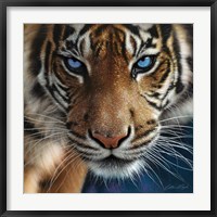 Framed Tiger - Blue Eyes