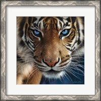 Framed Tiger - Blue Eyes