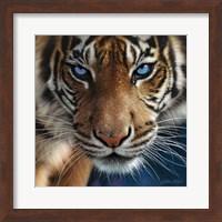 Framed Tiger - Blue Eyes