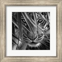 Framed Tiger - Blue Eyes Bamboo - B&W