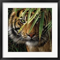 Framed Tiger - Emerald Forest