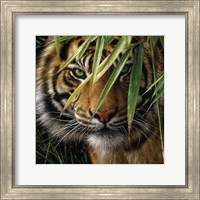Framed Tiger - Emerald Forest
