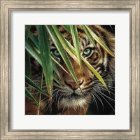 Framed Tiger Eyes