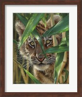 Framed Tiger Cub - Peekaboo