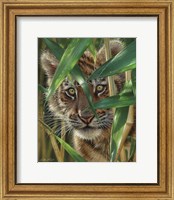 Framed Tiger Cub - Peekaboo