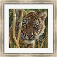 Framed Tiger Cub - Discovery