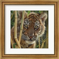 Framed Tiger Cub - Discovery