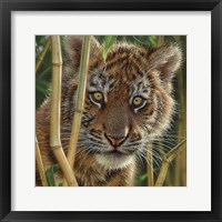 Framed Tiger Cub - Discovery