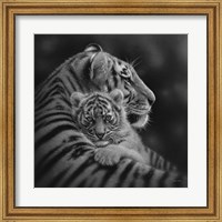 Framed Tiger Mother and Cub - Cherished - B&W