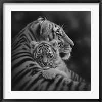 Framed Tiger Mother and Cub - Cherished - B&W