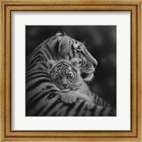 Framed Tiger Mother and Cub - Cherished - B&W