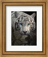 Framed White Tiger - Into the Light