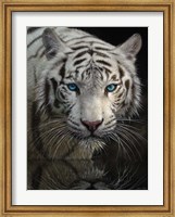 Framed White Tiger - Into the Light