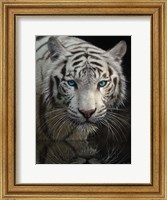 Framed White Tiger - Into the Light
