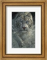 Framed White Tiger - West and Wild