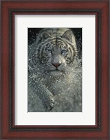 Framed White Tiger - West and Wild