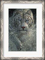 Framed White Tiger - West and Wild