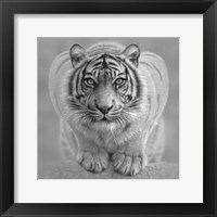 Framed White Tiger - Wild Intentions - B&W