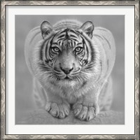 Framed White Tiger - Wild Intentions - B&W