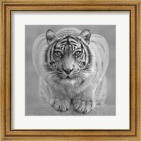 Framed White Tiger - Wild Intentions - B&W