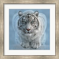 Framed White Tiger - Wild Intentions Square
