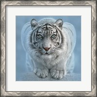 Framed White Tiger - Wild Intentions Square