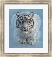 Framed White Tiger - Wild Intentions