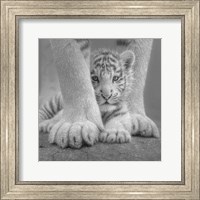 Framed White Tiger Cub - Sheltered - B&W
