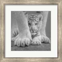 Framed White Tiger Cub - Sheltered - B&W