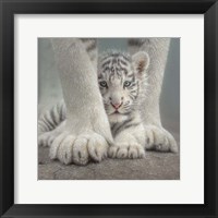 Framed White Tiger Cub - Sheltered