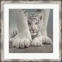 Framed White Tiger Cub - Sheltered