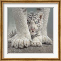 Framed White Tiger Cub - Sheltered