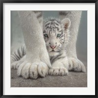 Framed White Tiger Cub - Sheltered