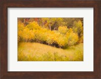 Framed Fall Thicket