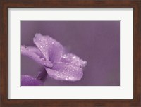 Framed Purple Dew