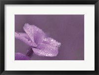 Framed Purple Dew