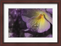 Framed Purple Pansy
