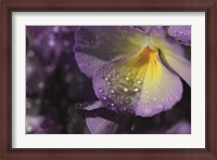 Framed Purple Pansy