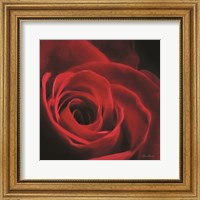 Framed Red Rose I