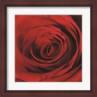 Framed Red Rose II