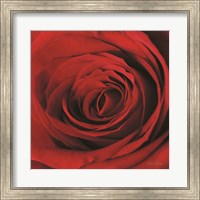 Framed Red Rose II
