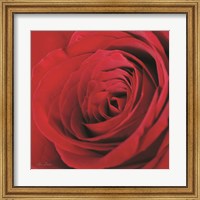 Framed Red Rose III