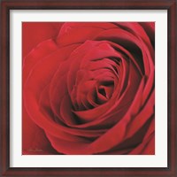 Framed Red Rose III