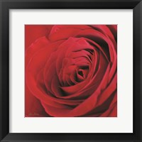 Framed Red Rose III