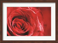 Framed Red Rose After Rain